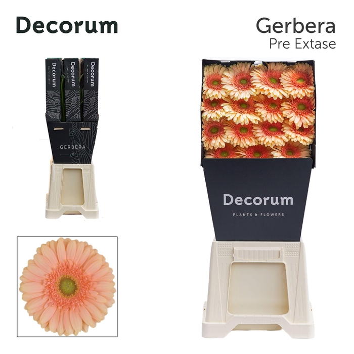 <h4>Gerbera Carlita Diamond</h4>