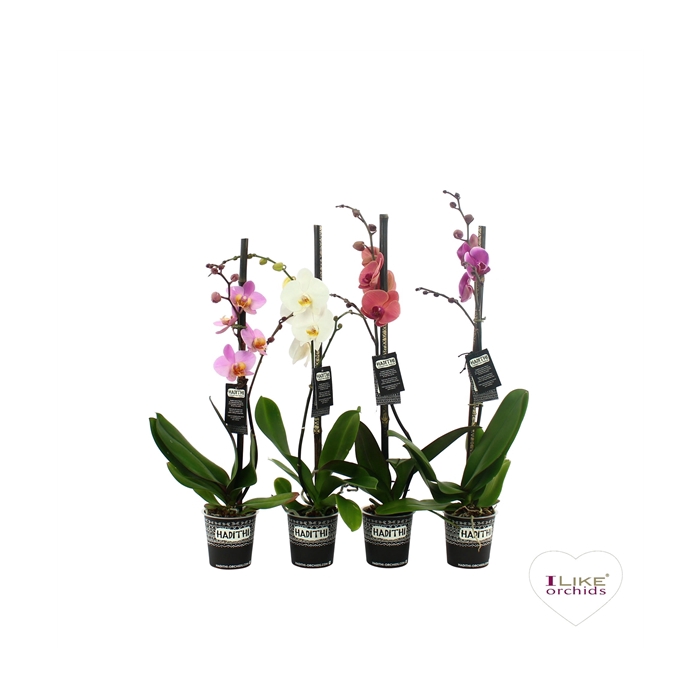 <h4>Hadithi 12 cm Phalaenopsis met Potcover</h4>