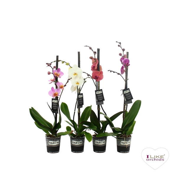 Hadithi 12 cm Phalaenopsis met Potcover