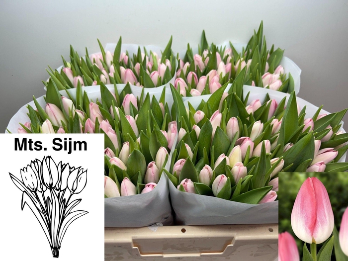 <h4>TU EN DYNASTY</h4>