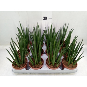 Sansevieria bacularis