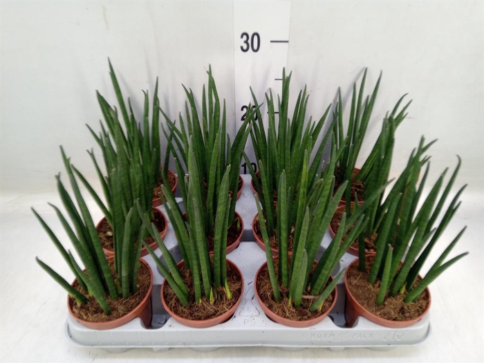 <h4>Sansevieria bacularis</h4>