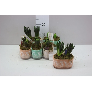 Hyacinth Flower Time 2pp L A2