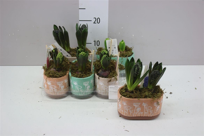 <h4>Hyacinth Flower Time 2pp L A2</h4>