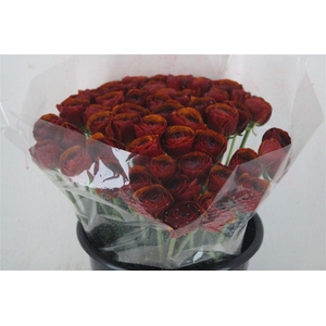 Ran Cloni Ex Brownie