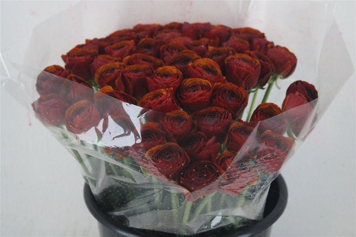 <h4>Ran Cloni Ex Brownie</h4>