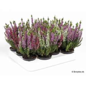 CALLUNA VULGARIS p6 trio