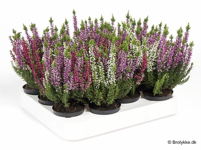 <h4>CALLUNA VULGARIS p6 trio</h4>