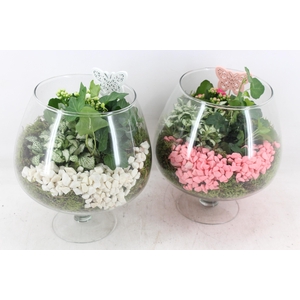 arr2 PL - Glas cognac - roze/wit