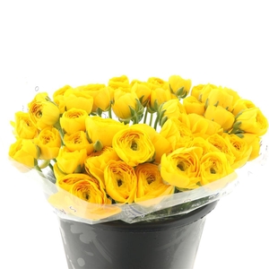 Ran Su Sr Omega Yellow I