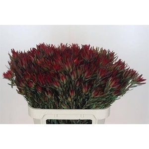 Leucadendron Blush