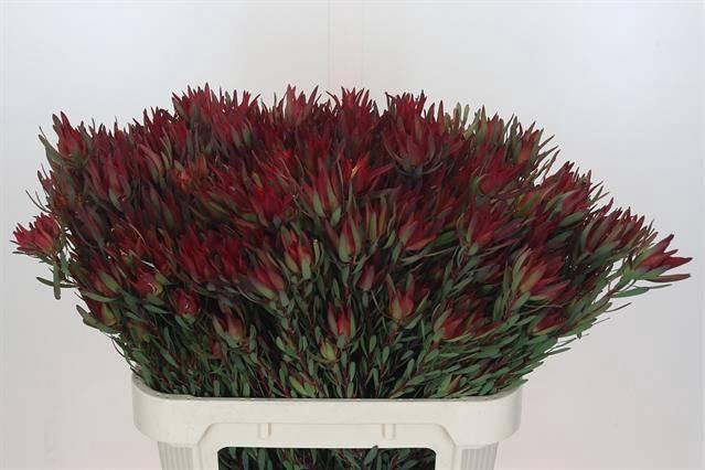 <h4>Leucadendron Blush</h4>