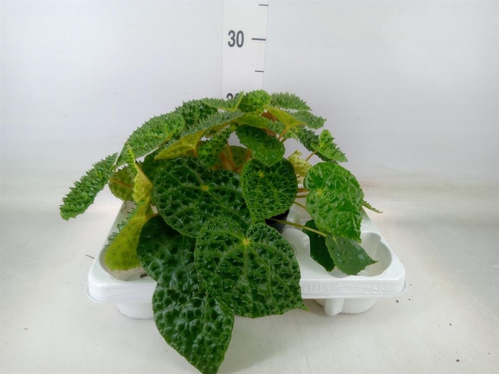 <h4>Begonia BD   ...</h4>