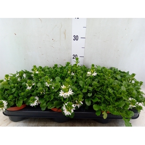 Scaevola  'Whirlwind White'