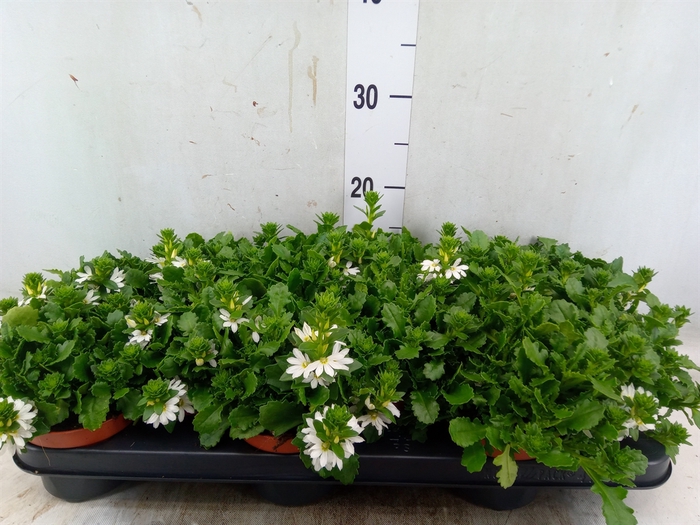 <h4>Scaevola  'Whirlwind White'</h4>