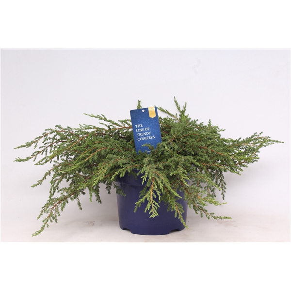 Juniperus communis 'Repanda'