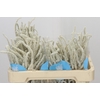 Amaranthus Yearming Desert