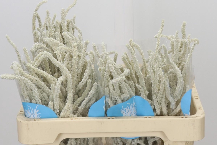 <h4>Amaranthus Yearming Desert</h4>
