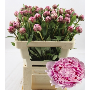 PAEO L SARA BERNHARD