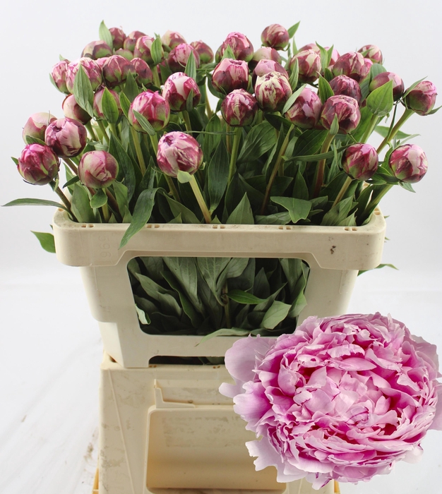 <h4>PAEO L SARA BERNHARD</h4>