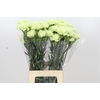 Dianthus St Lady Midori