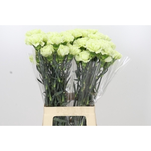 Dianthus St Lady Midori