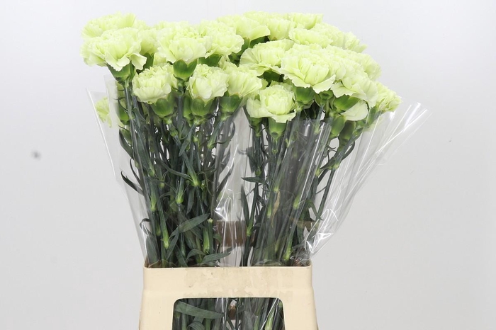 <h4>Dianthus St Lady Midori</h4>