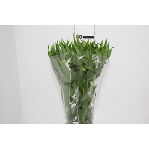 ALSTROEMERIA PRESTIGE 080 CM BRANCO