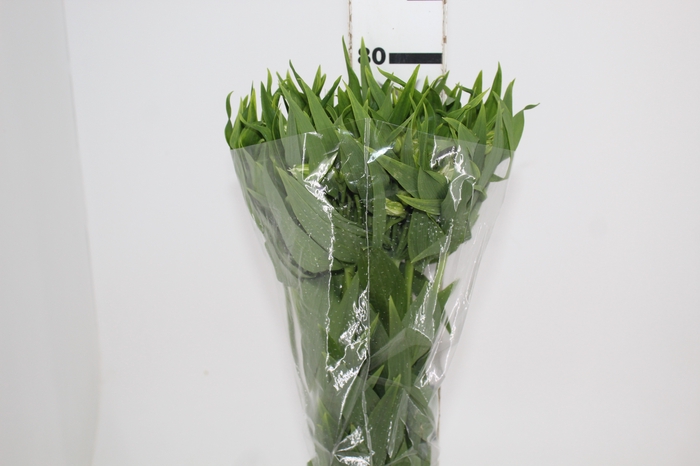 <h4>ALSTROEMERIA PRESTIGE 080 CM BRANCO</h4>