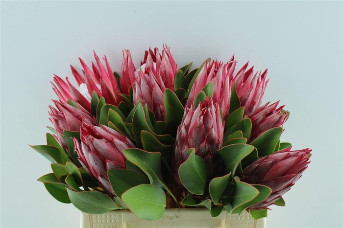 <h4>Protea Cy Madiba</h4>