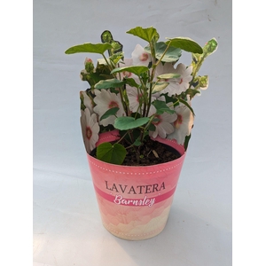 Lavatera 'Barnsley' 17 cm in potcover