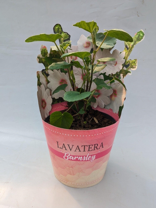 <h4>Lavatera 'Barnsley' 17 cm in potcover</h4>