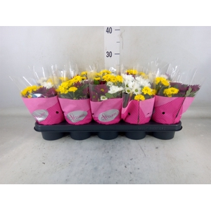 Chrysanthemum  'Stream'  ..mix pot