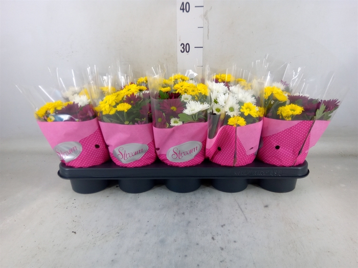 <h4>Chrysanthemum  'Stream'  ..mix pot</h4>