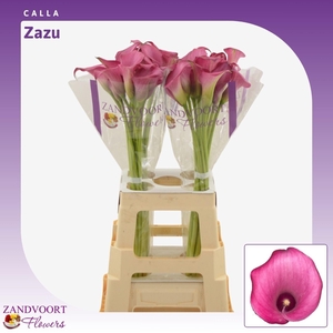 Calla Zazu
