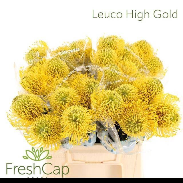 <h4>LEUCO CO HIGH GOLD</h4>