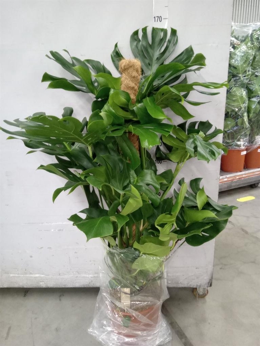 <h4>Monstera delic.</h4>