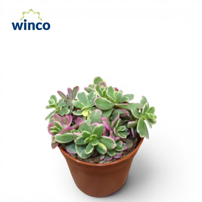 <h4>Graptosedum Spurium Tricolor</h4>