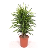 Dracaena Riki