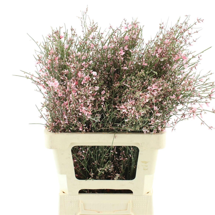 <h4>GENISTA KLB BS H%</h4>