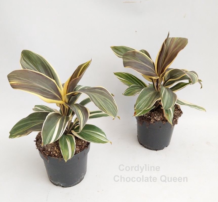 Cordyline Chocolate Queen