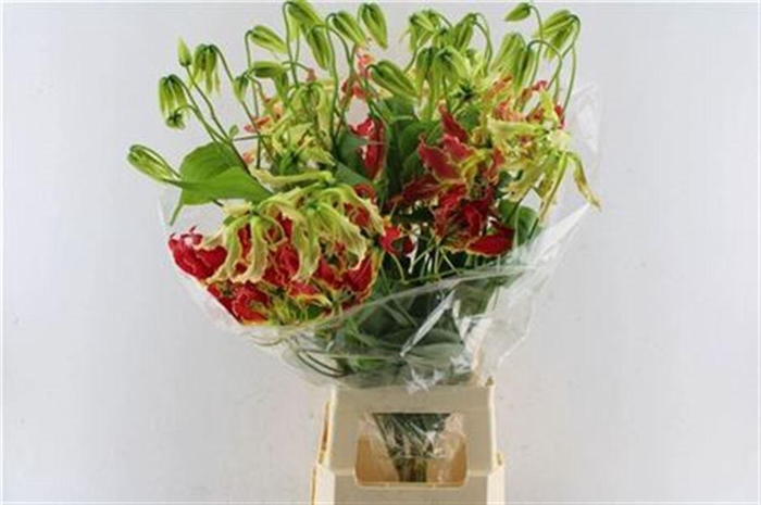 <h4>Gloriosa Southern Wind Japan</h4>