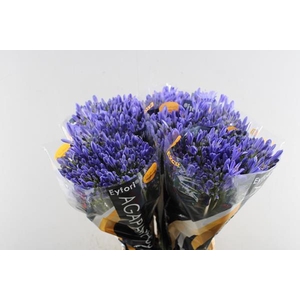 Agap Atlantic Ocean(bl) L 70