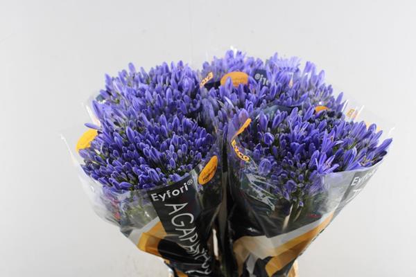 <h4>Agap Atlantic Ocean(bl) L 70</h4>