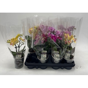 PHAL GEM