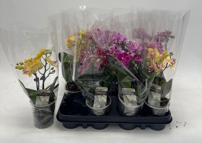 <h4>PHAL GEM</h4>
