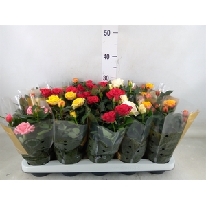 Rosa  'Kordana Grande'   ...mix