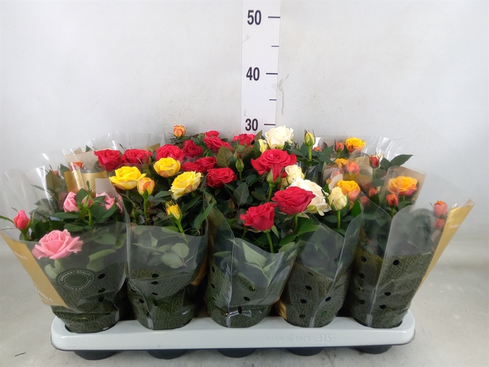 <h4>Rosa  'Kordana Grande'   ...mix</h4>