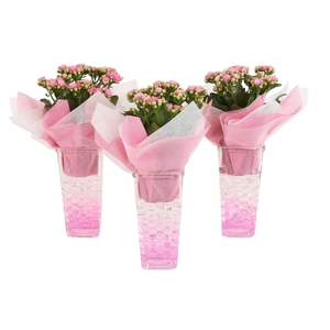 Womens Day Arr. Indoor Glass Square Ø09cm 1PP