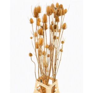 Kaardebol 125cm Natural P/st